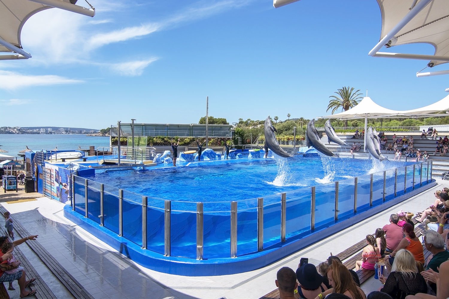 The best Dolphin show