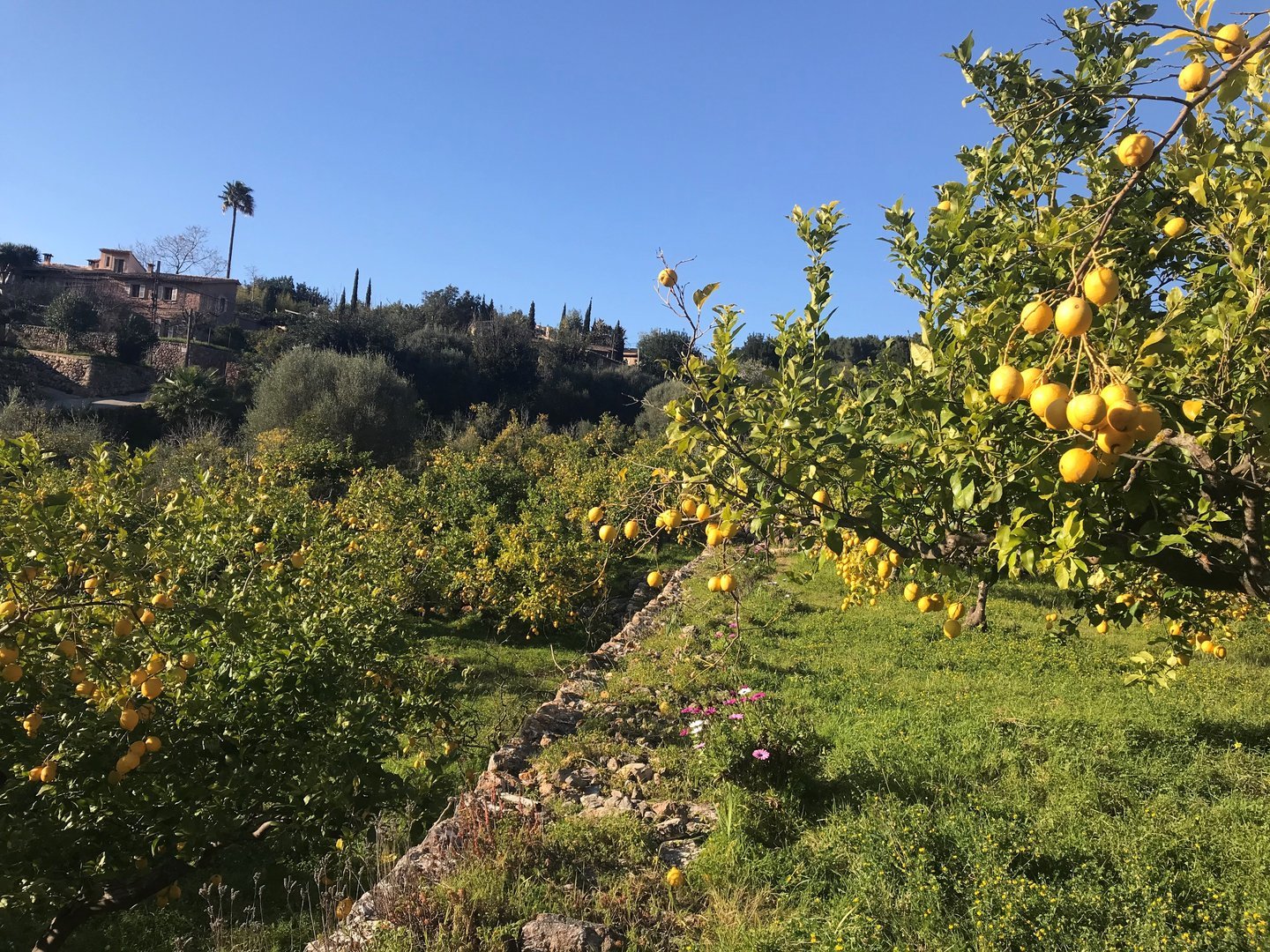 orange trees soller