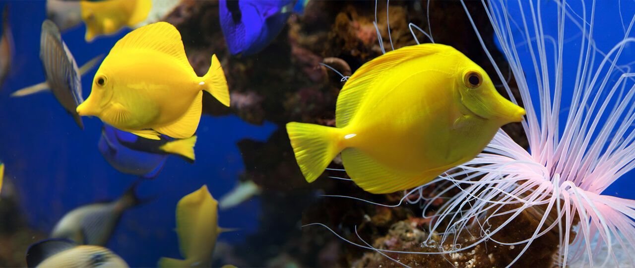yellow fishes