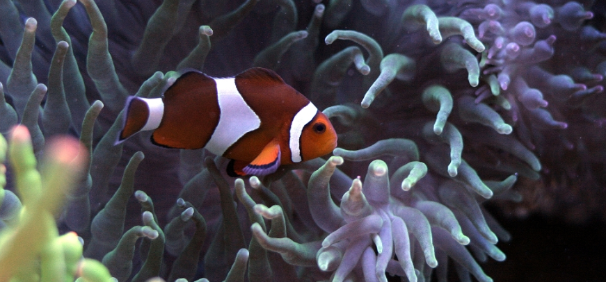 nemo fish