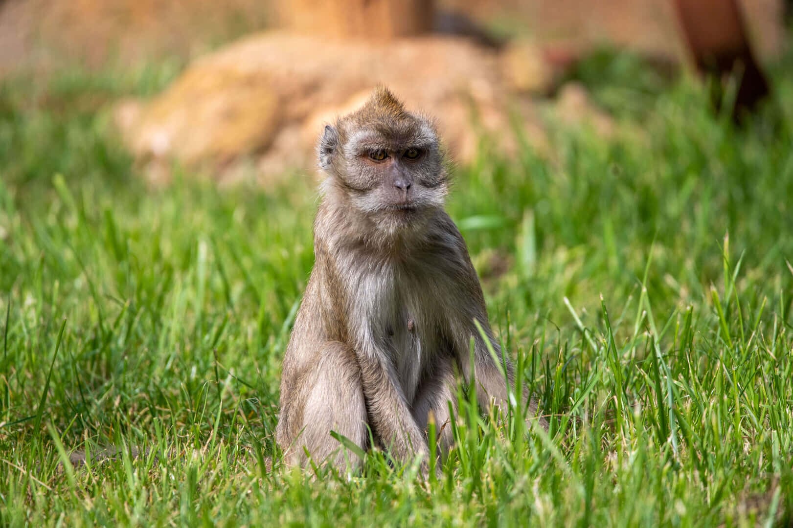 Monkey