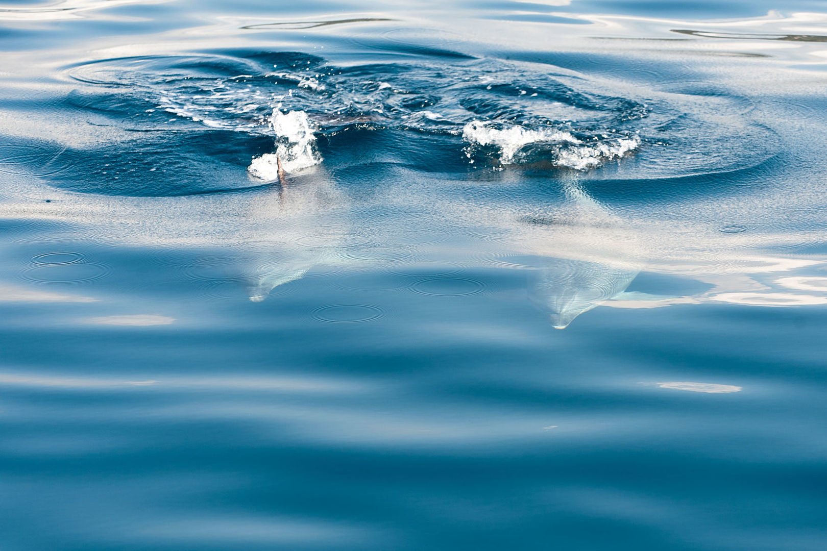 see dolphins in santa ponsa