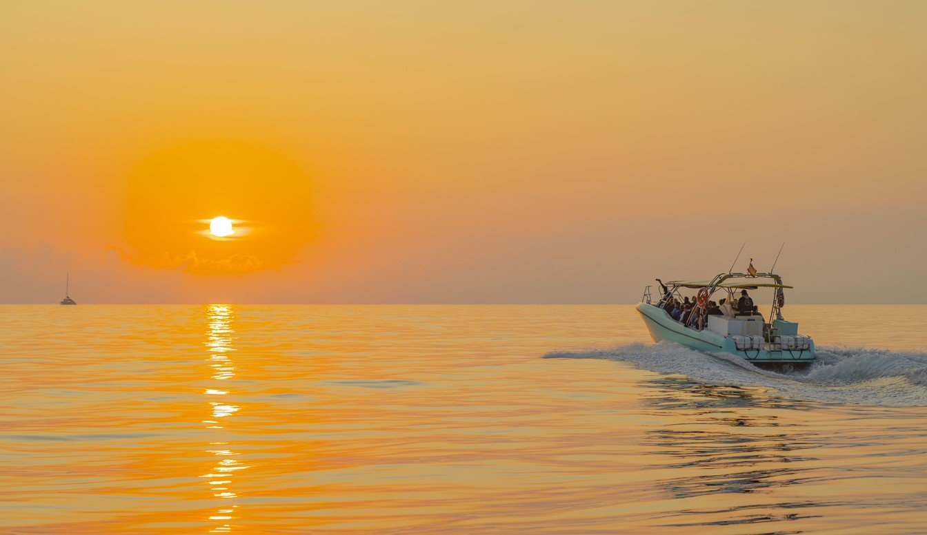 dolphin watchin in the mediterranean
