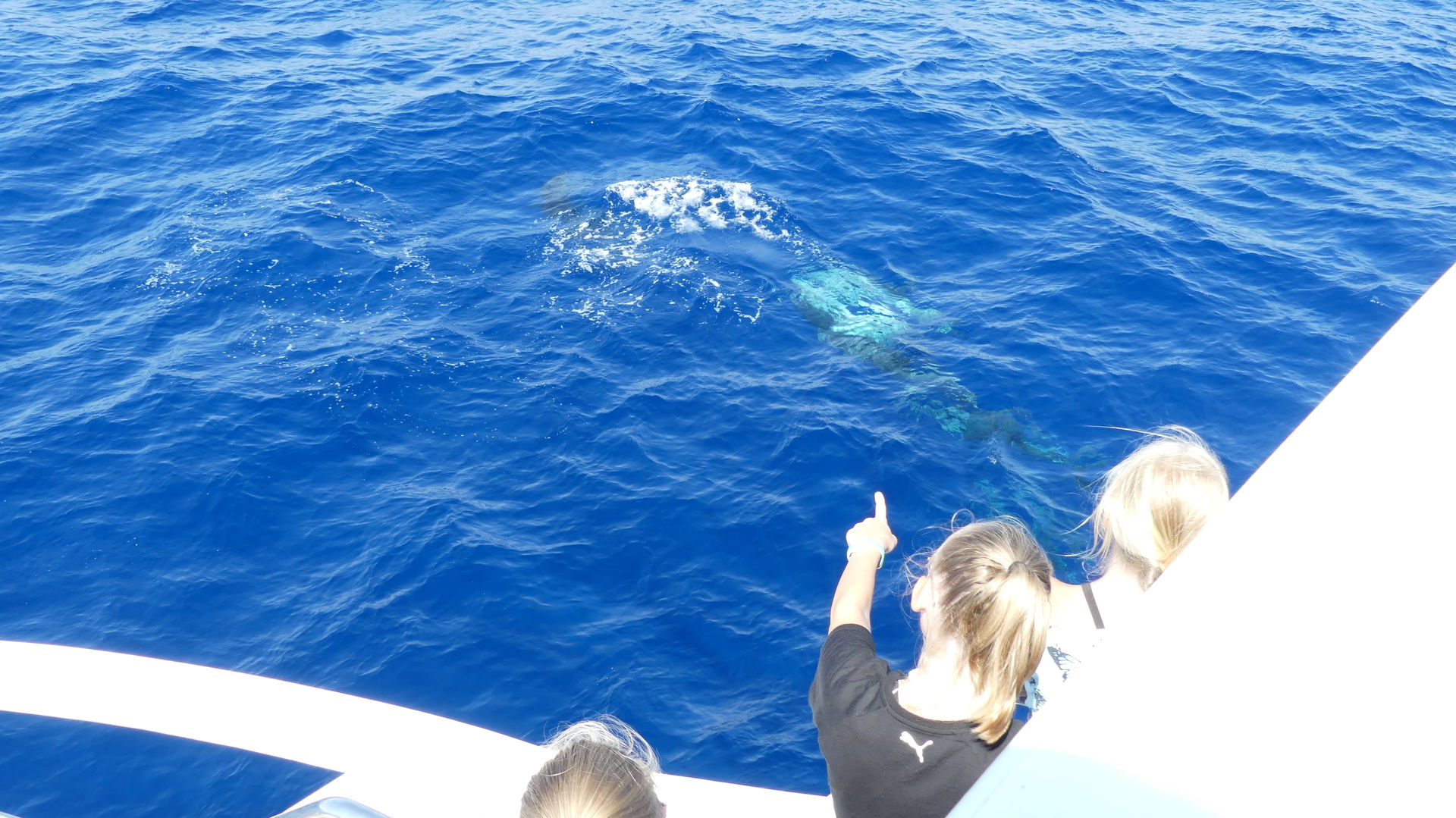 see dolphins on starfish boat