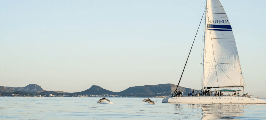 sunrise and dolphins