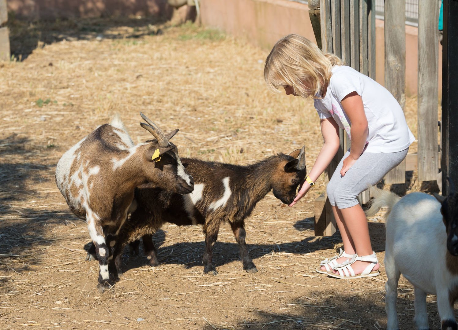 Goats in Rancho Ses Roques