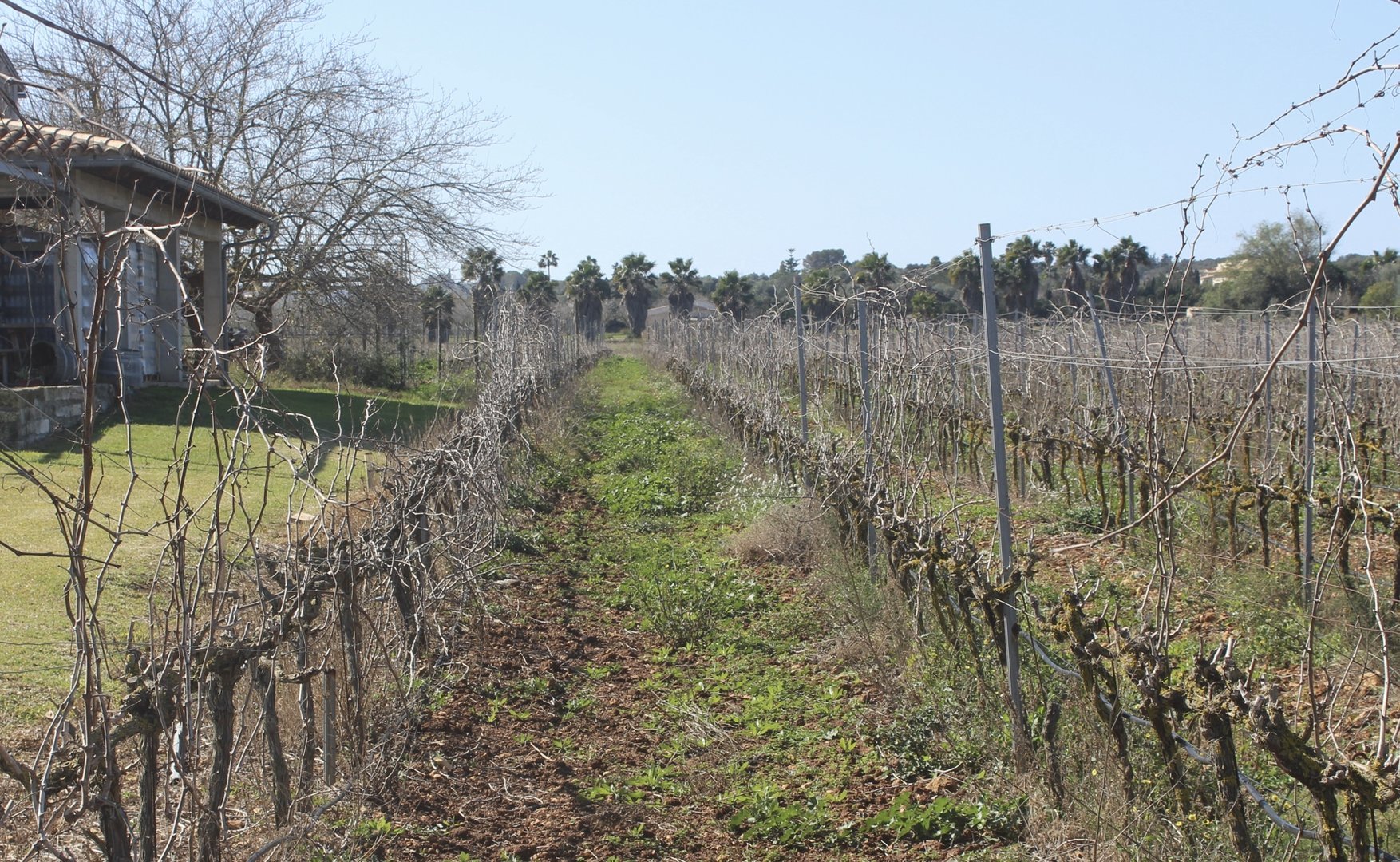 vineyard landscape