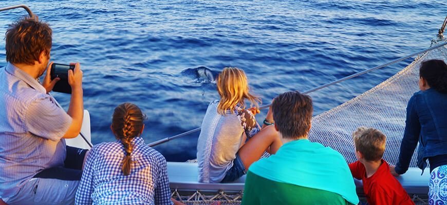 delfini nel mare di maiorca