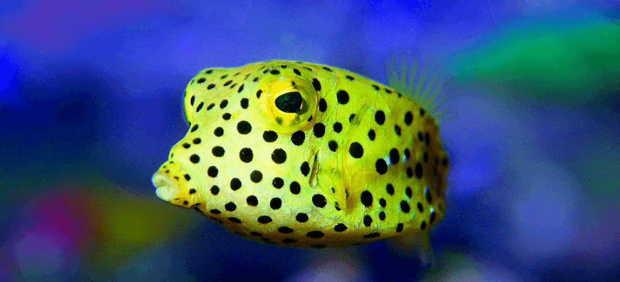 piscina per bambini  Acquario Palma de Mallorca